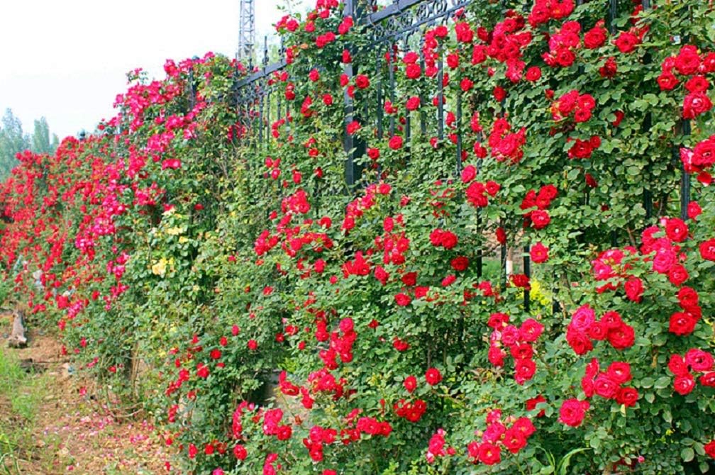 Rose Flower Seeds