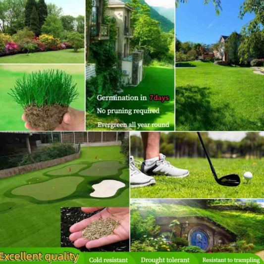 Grass Seeds (Pack of 100 seeds)