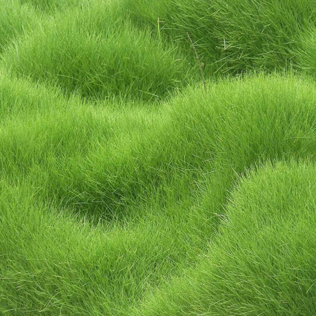 Grass Seeds (Pack of 100 seeds)