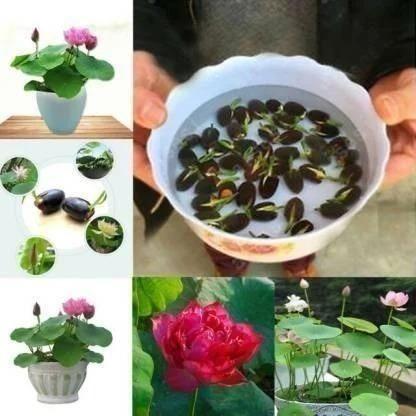 Lotus Plant Seed