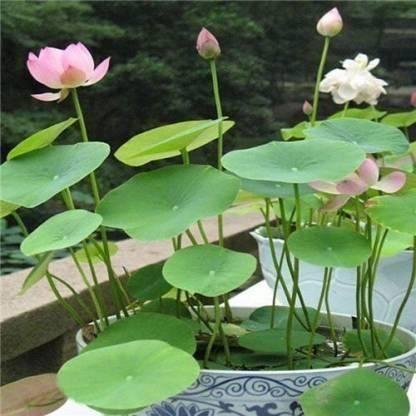 Lotus Plant Seed