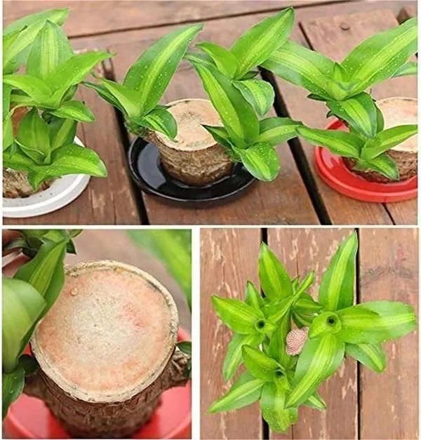 Green Lucky Brazil Wood Potted Plant
