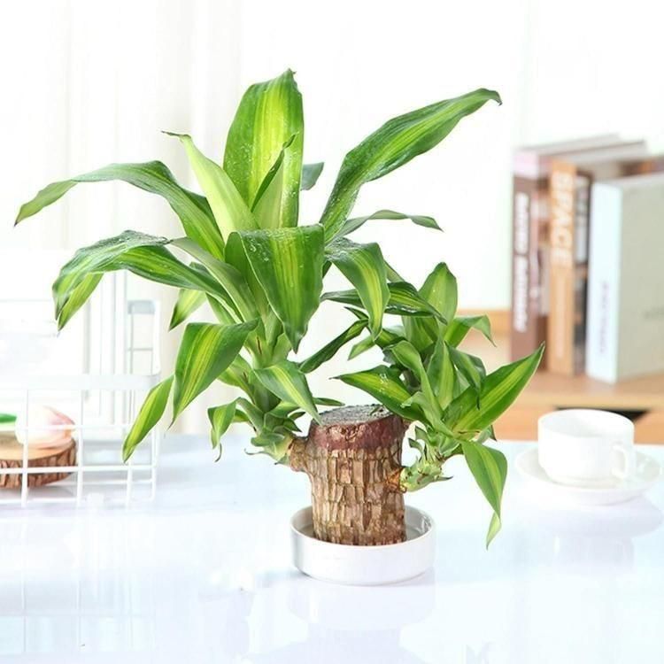 Green Lucky Brazil Wood Potted Plant