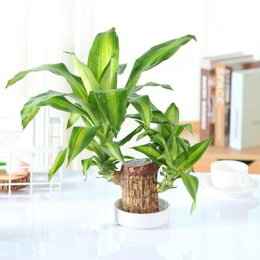 Green Lucky Brazil Wood Potted Plant