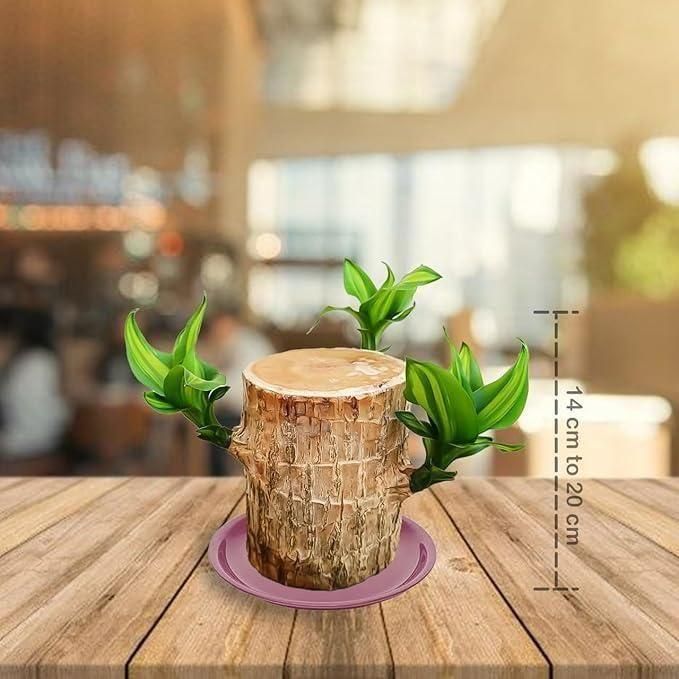 Green Lucky Brazil Wood Potted Plant