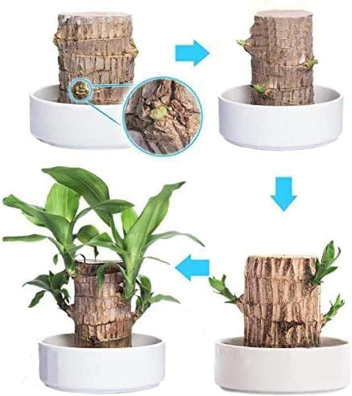 Green Lucky Brazil Wood Potted Plant
