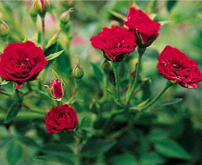 Rose Flower Seeds