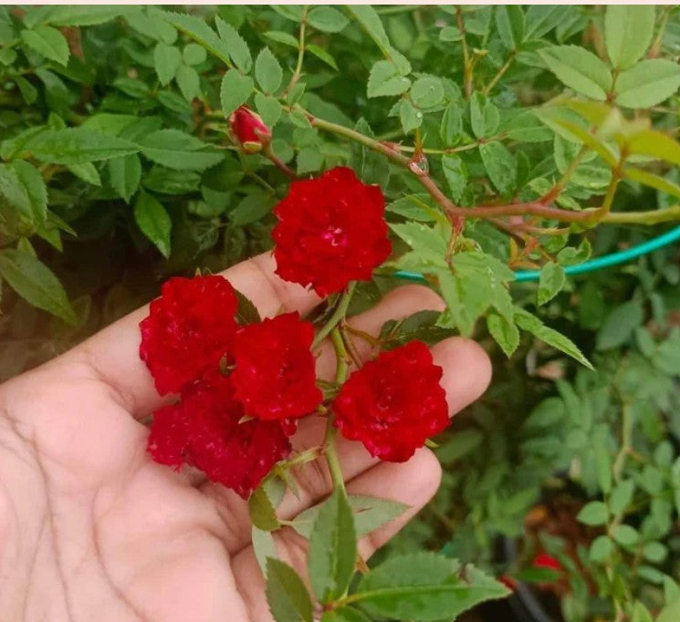 Rose Flower Seeds