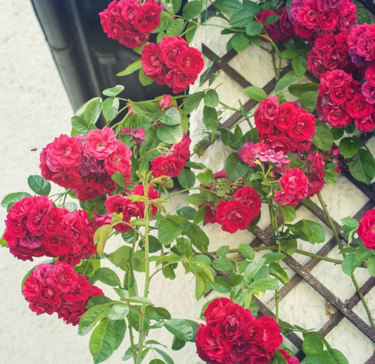 Rose Flower Seeds