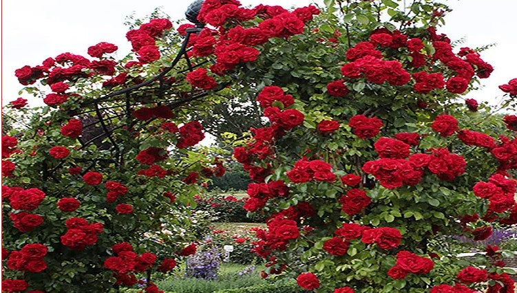 Rose Flower Seeds